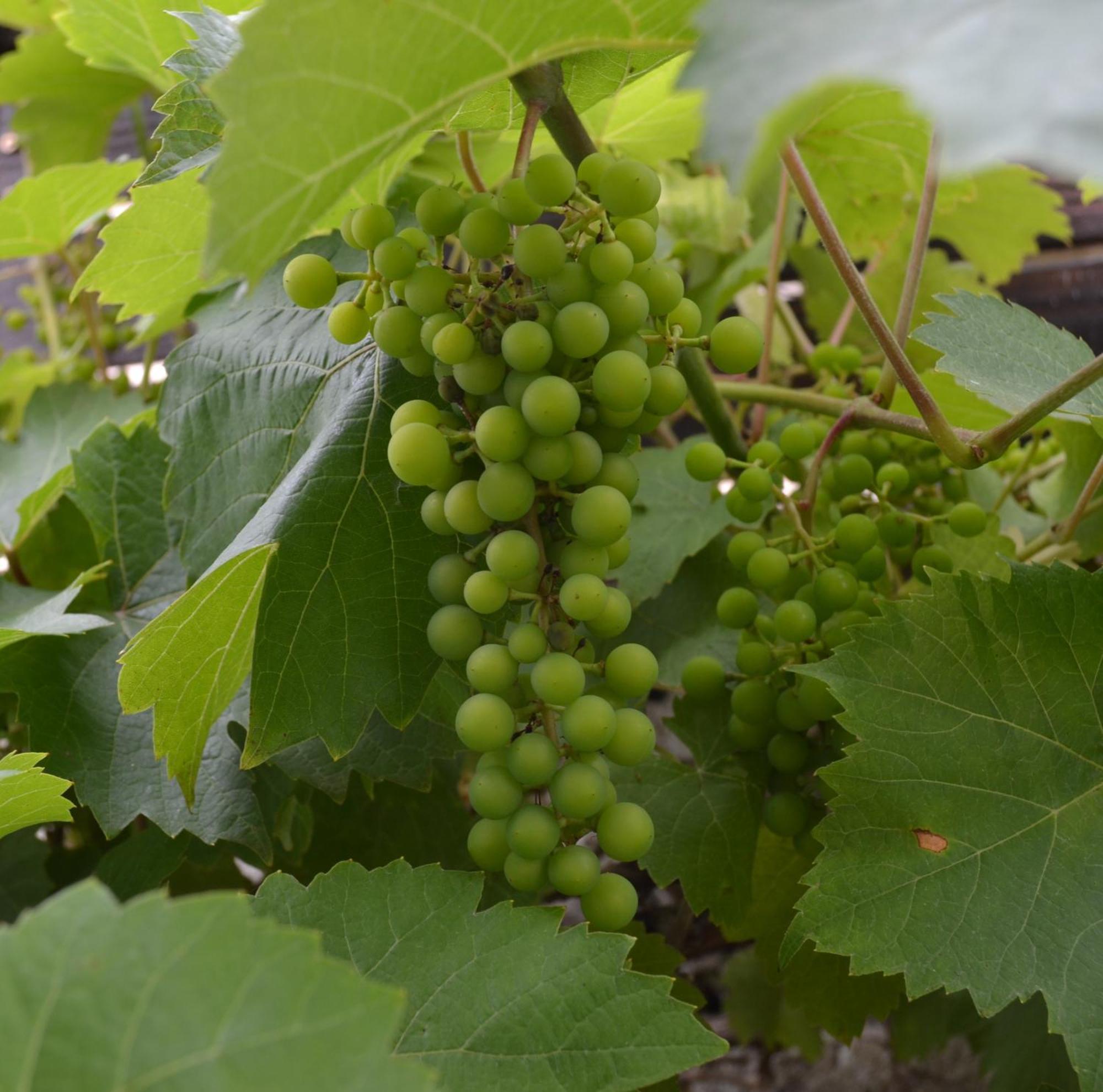 Les Bruyeres Gite Montbron 외부 사진